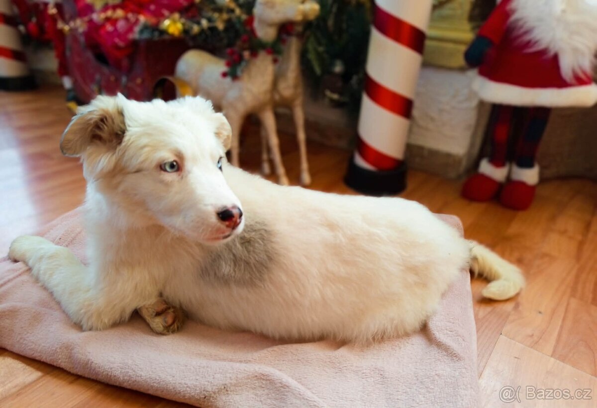 AUSTRALSKÝ OVČÁK ŠTĚŇÁTKO - 2