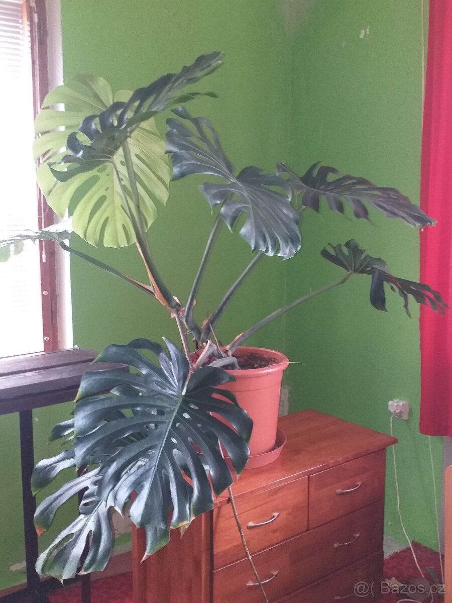 Monstera - 2
