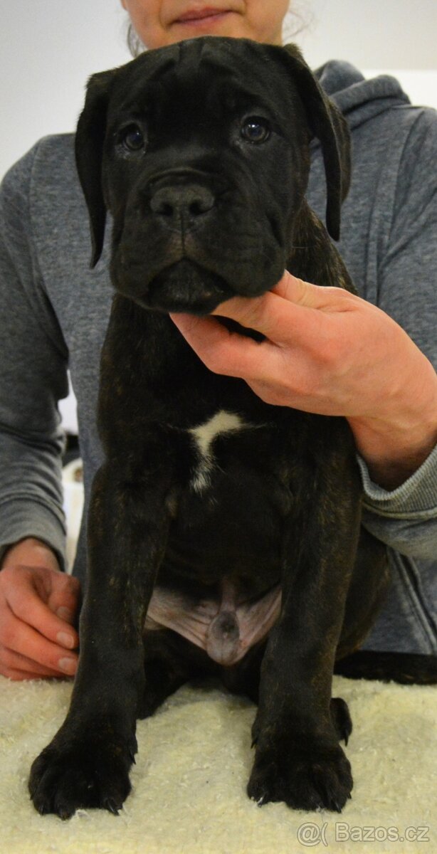 Cane corso s FCI rodokmeňom - 2