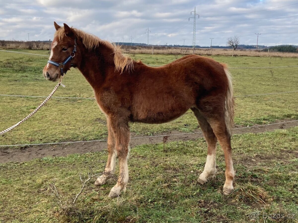 Welsh cob kobylka - 2