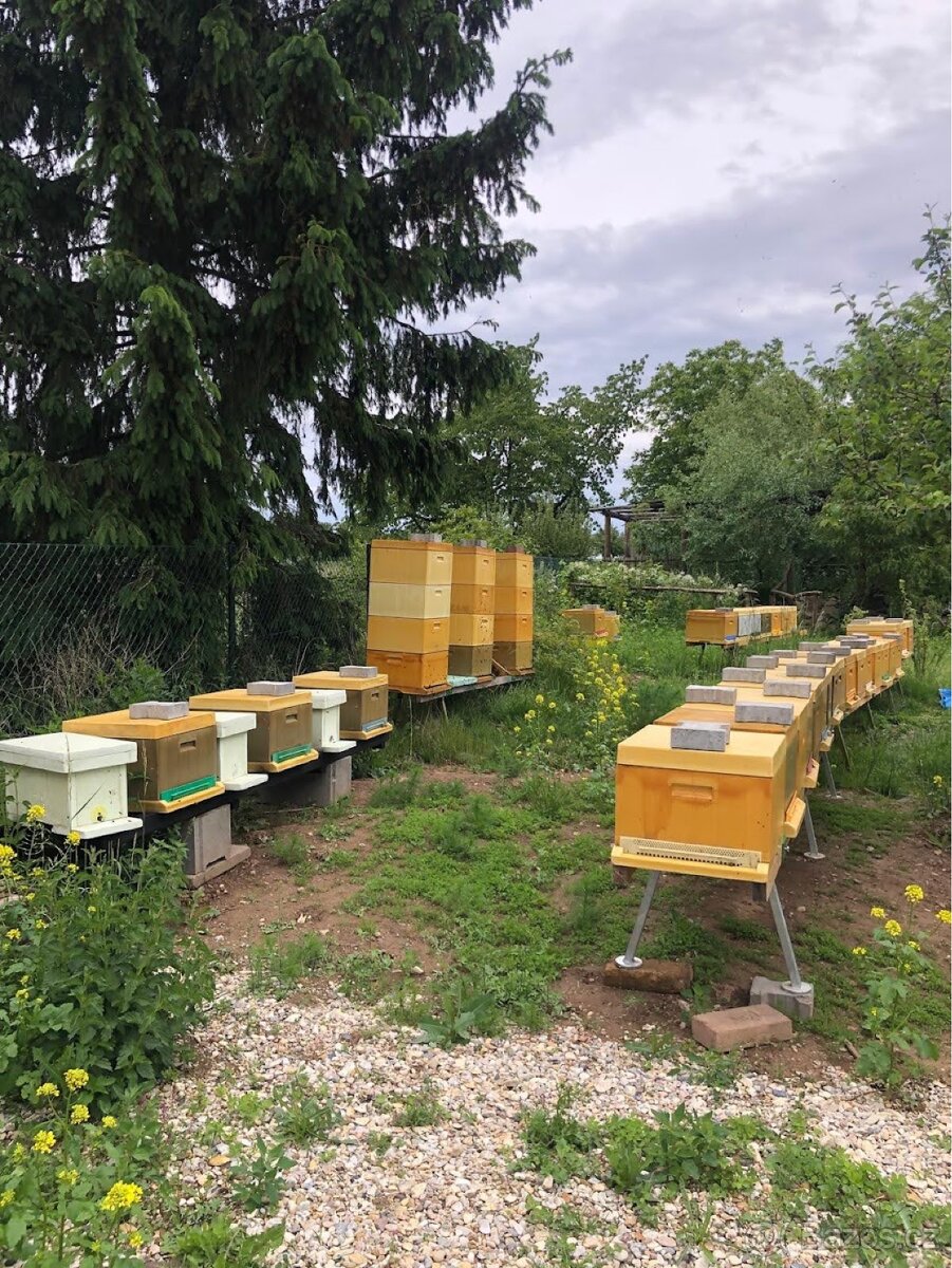 Včelí oddělky 2026 Východní Čechy - 2
