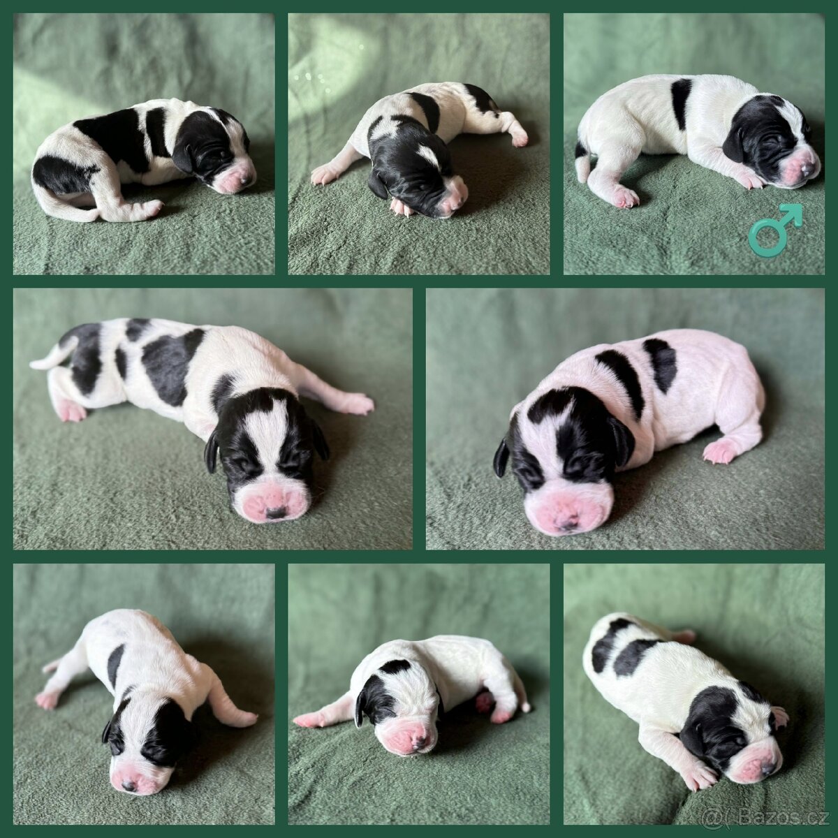 Štěňata anglický pointer - 2