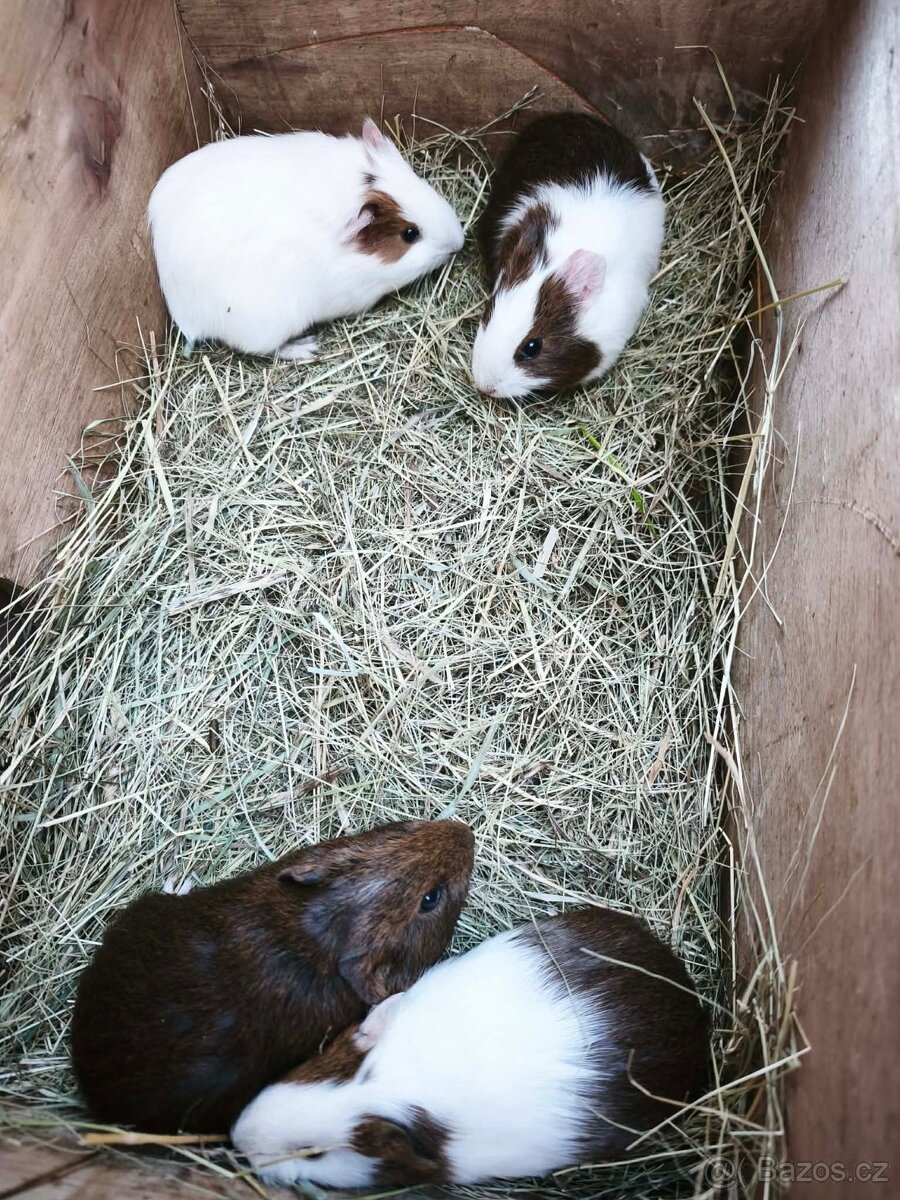 Prodám morčata - 2