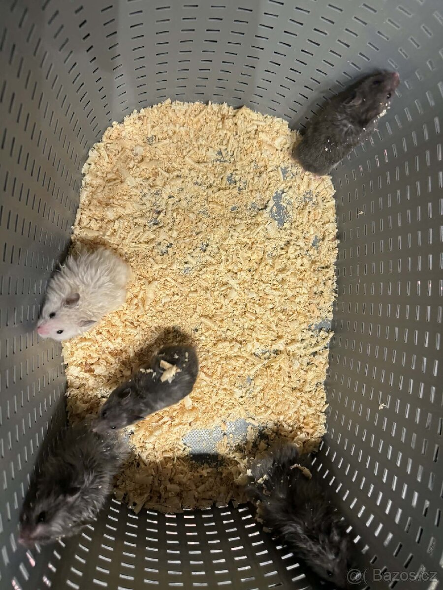 Křeček syrský - 2