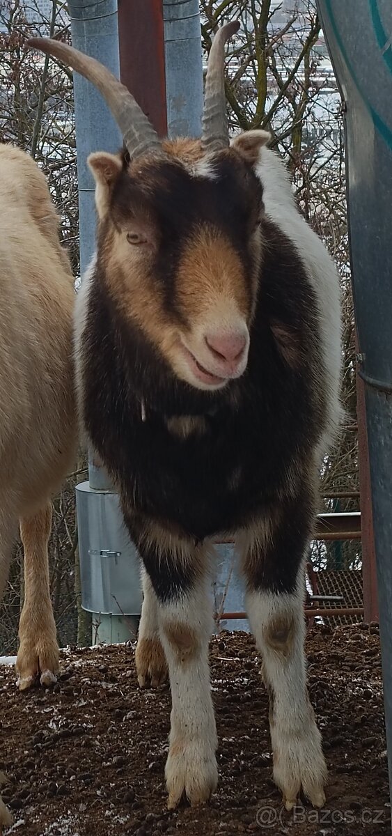 Dvě mladé kozy - 2