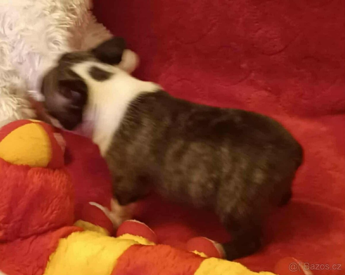 Boston,Bostonský teriér,Boston Terrier s PP - 2