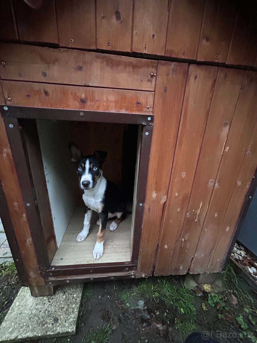 Štěně do dobrého domova - 2