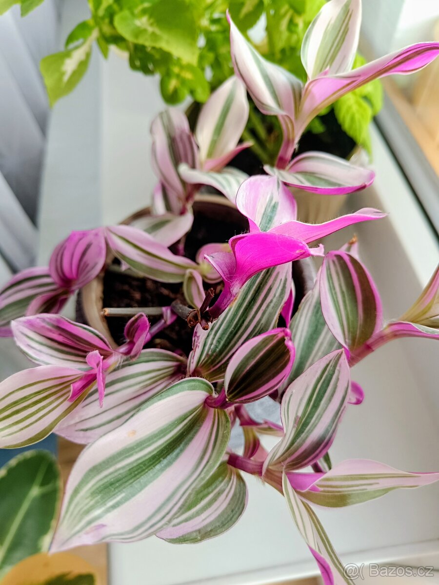 Pokojové rostliny 3ks - 2