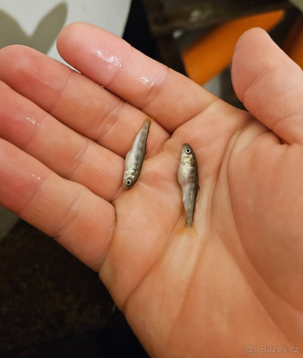 Prodám plůdek pstruha duhového - 2