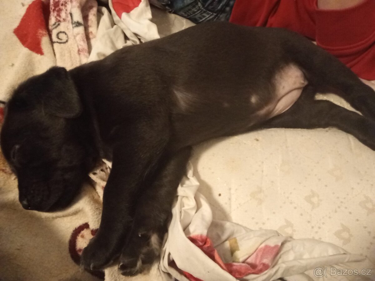 Stěně labradora - 2