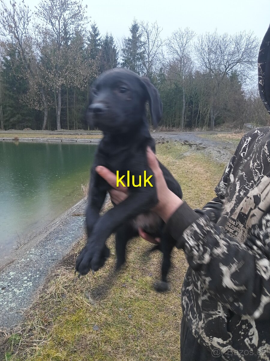 Poslední Vánoční štěňátka - 2