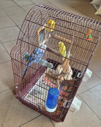 Klec na papouška - 2
