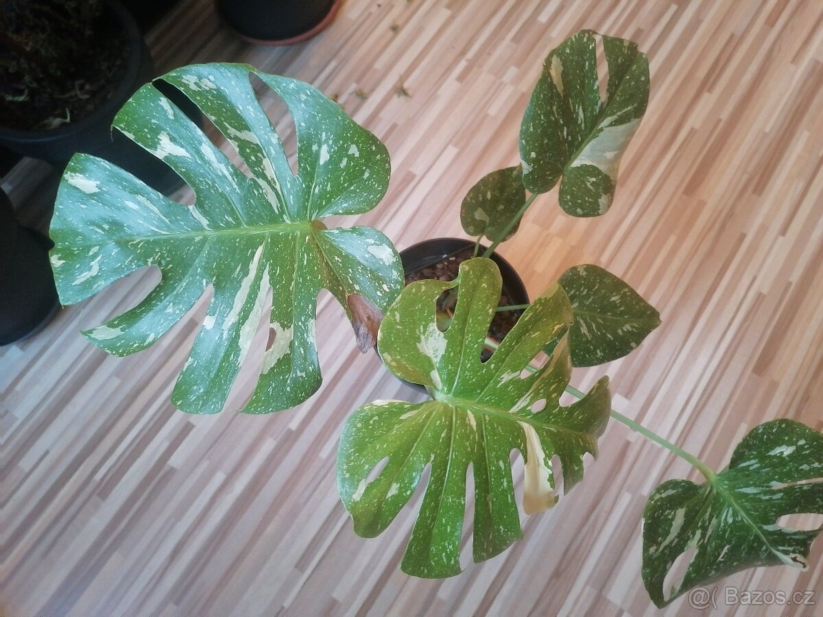 Monstera Thai Constellation - 2