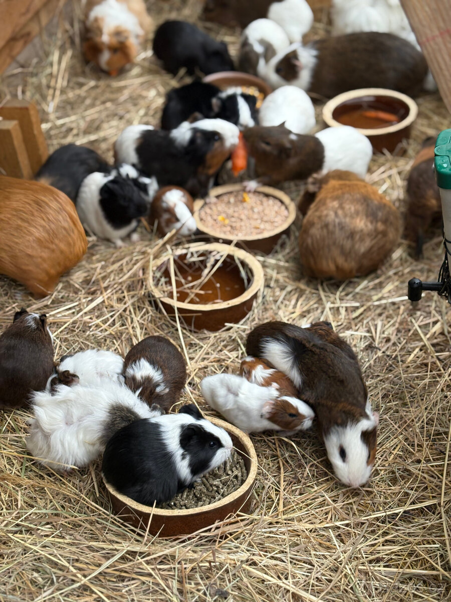 Prodám morče, morčata - 2