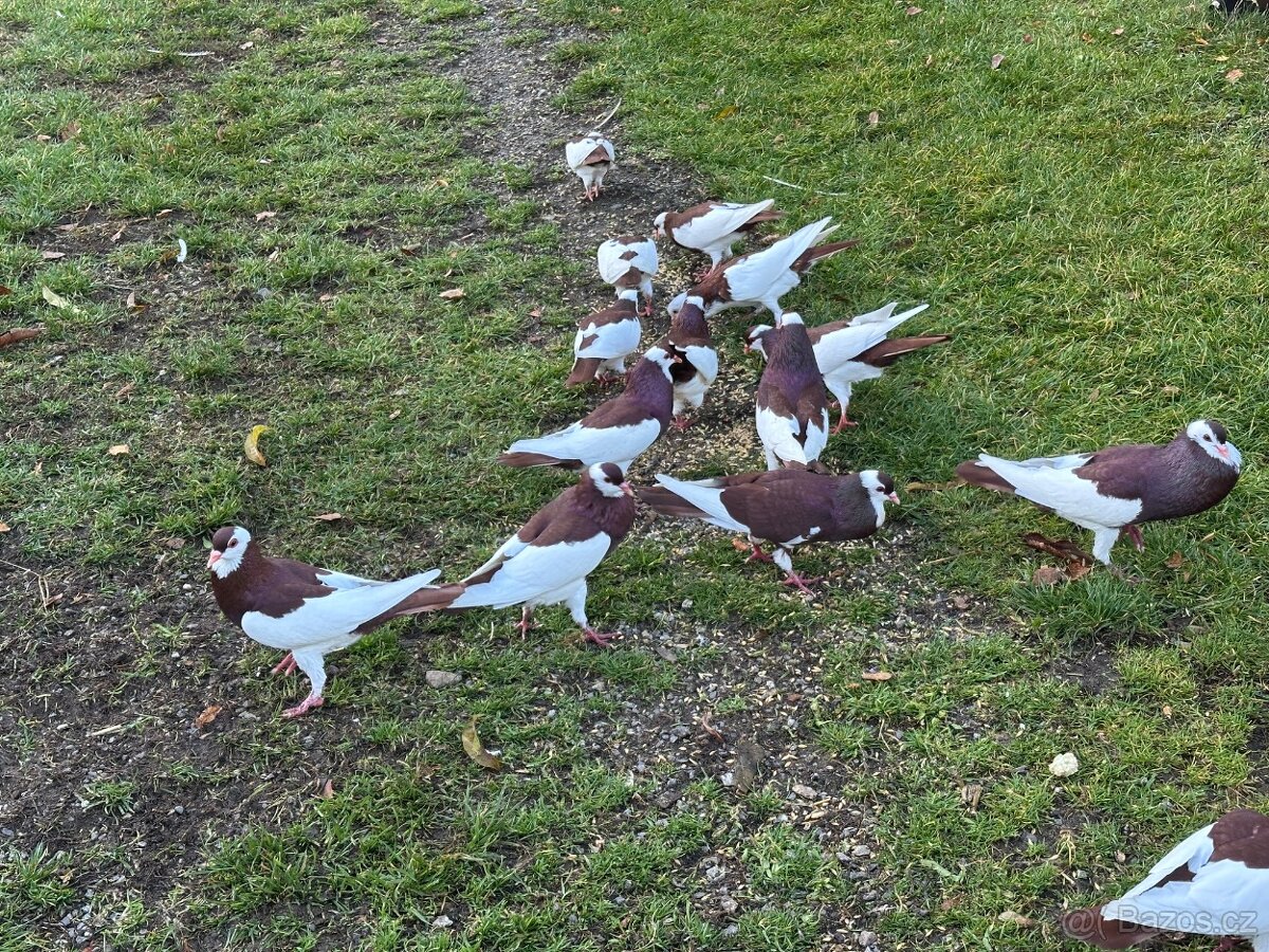 Indický Běžec-Český stavák - 2