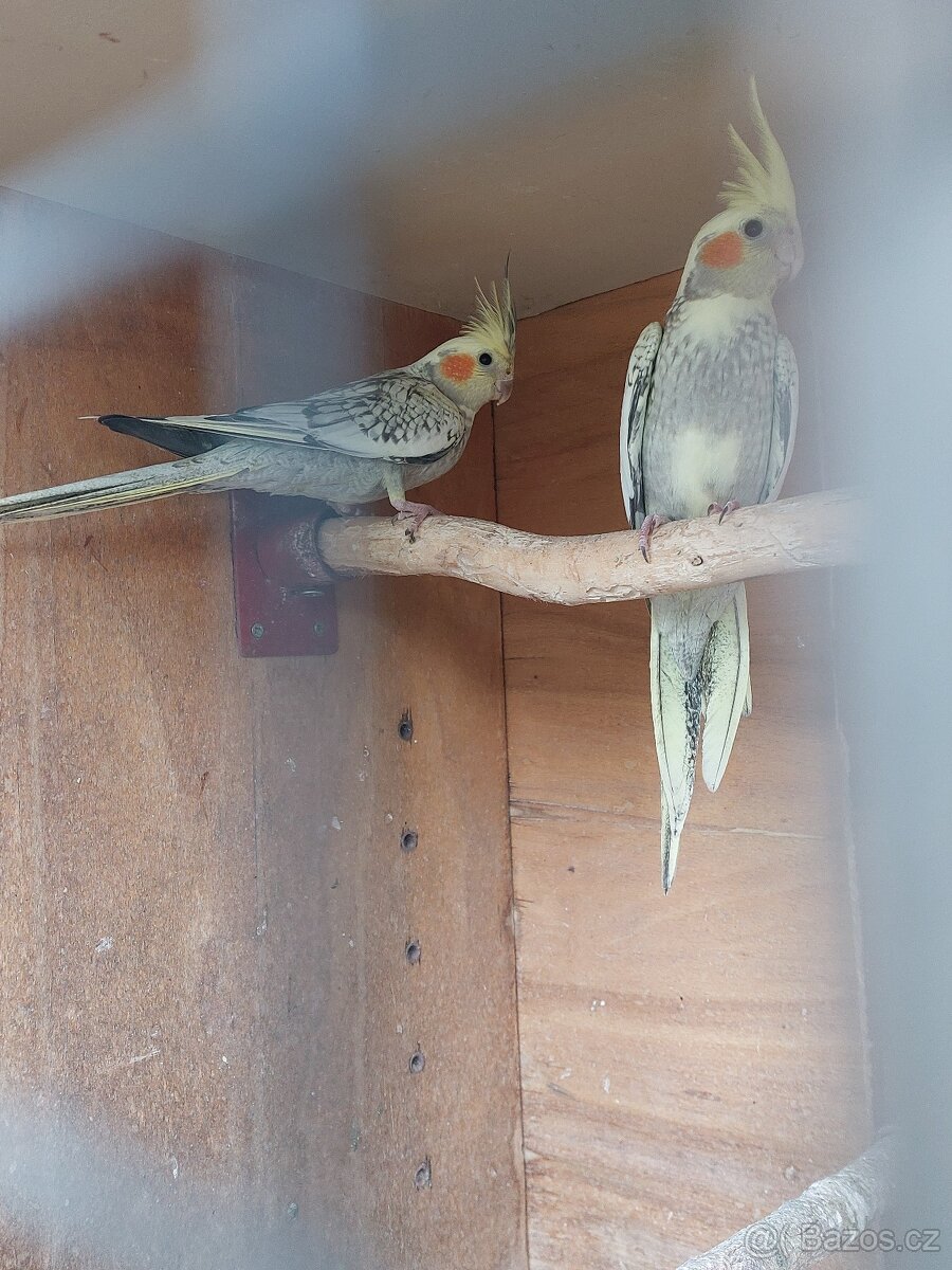 Korela chocholatá - 2