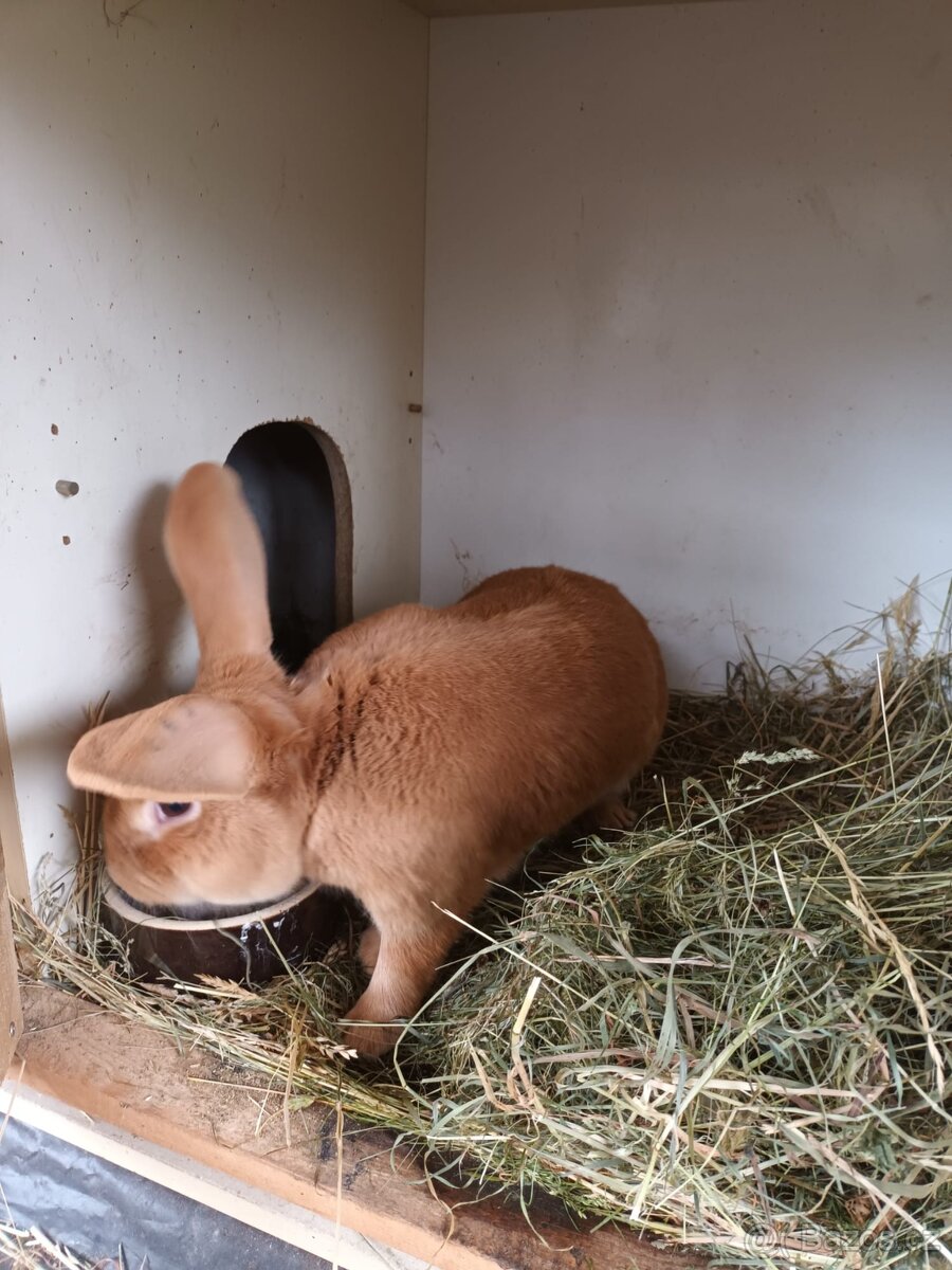 Burgundsky králík Mosty u Jablunkova - 2