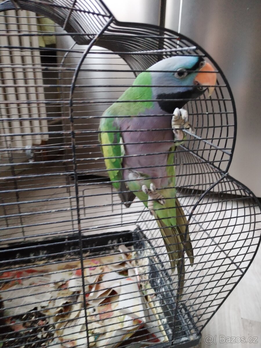 Alexandr Čínský - 2