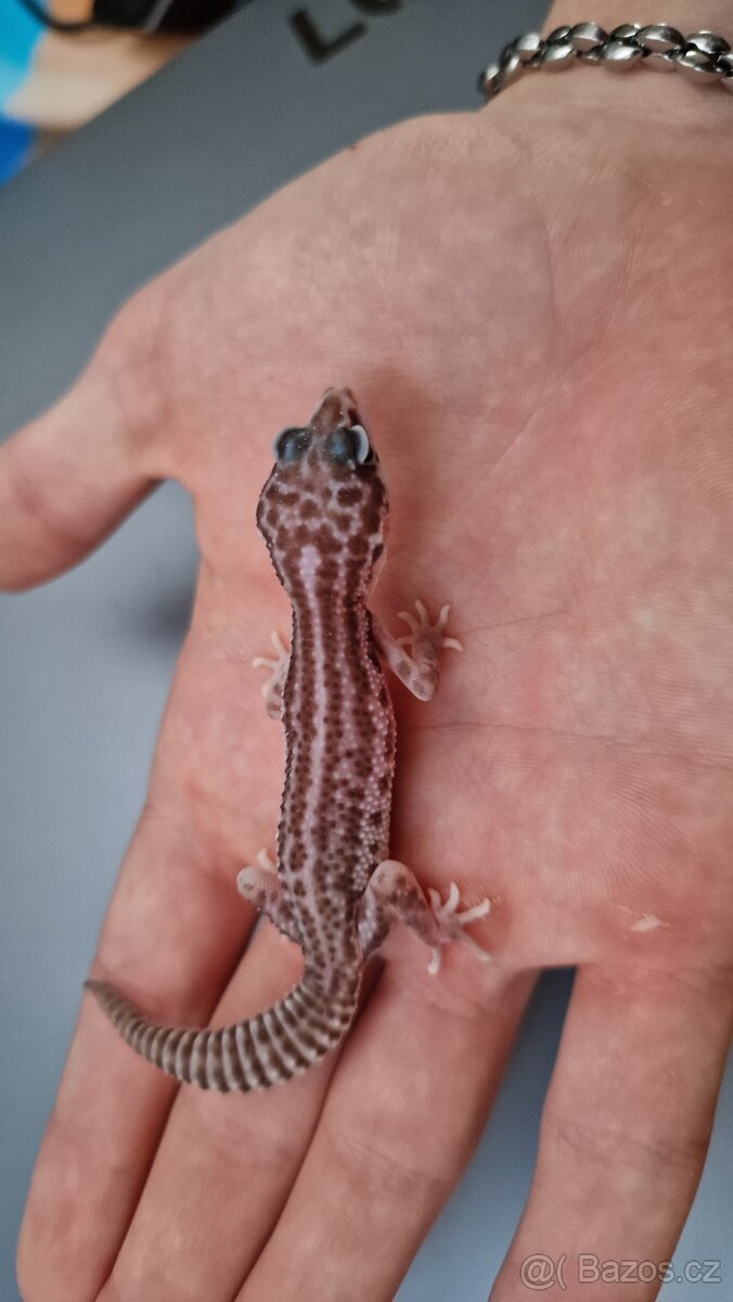 Mlade gekoncika nočního - 2