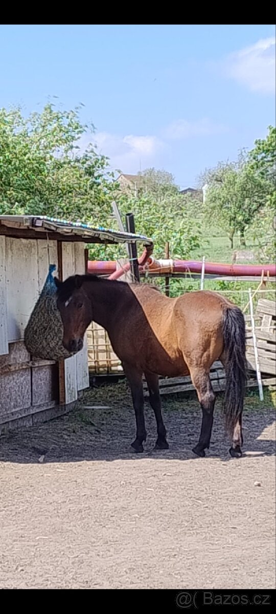 "Darujeme" koně ( rezervace) - 2