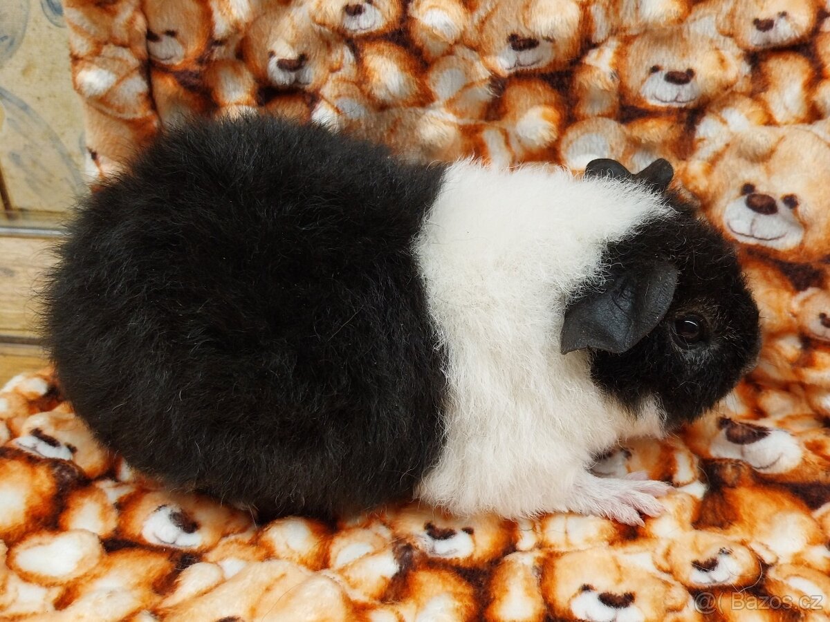 Morče, morčátko, US - Teddy s PP - 2