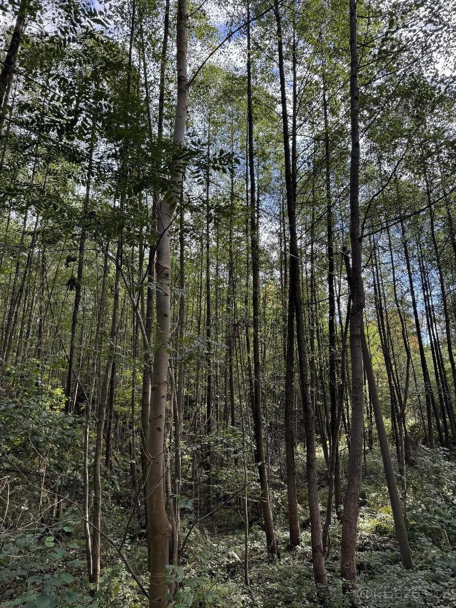 Prodám lesní pozemek v k.ú. Záblatí u Bohumína, p.č. 901/5 - 2