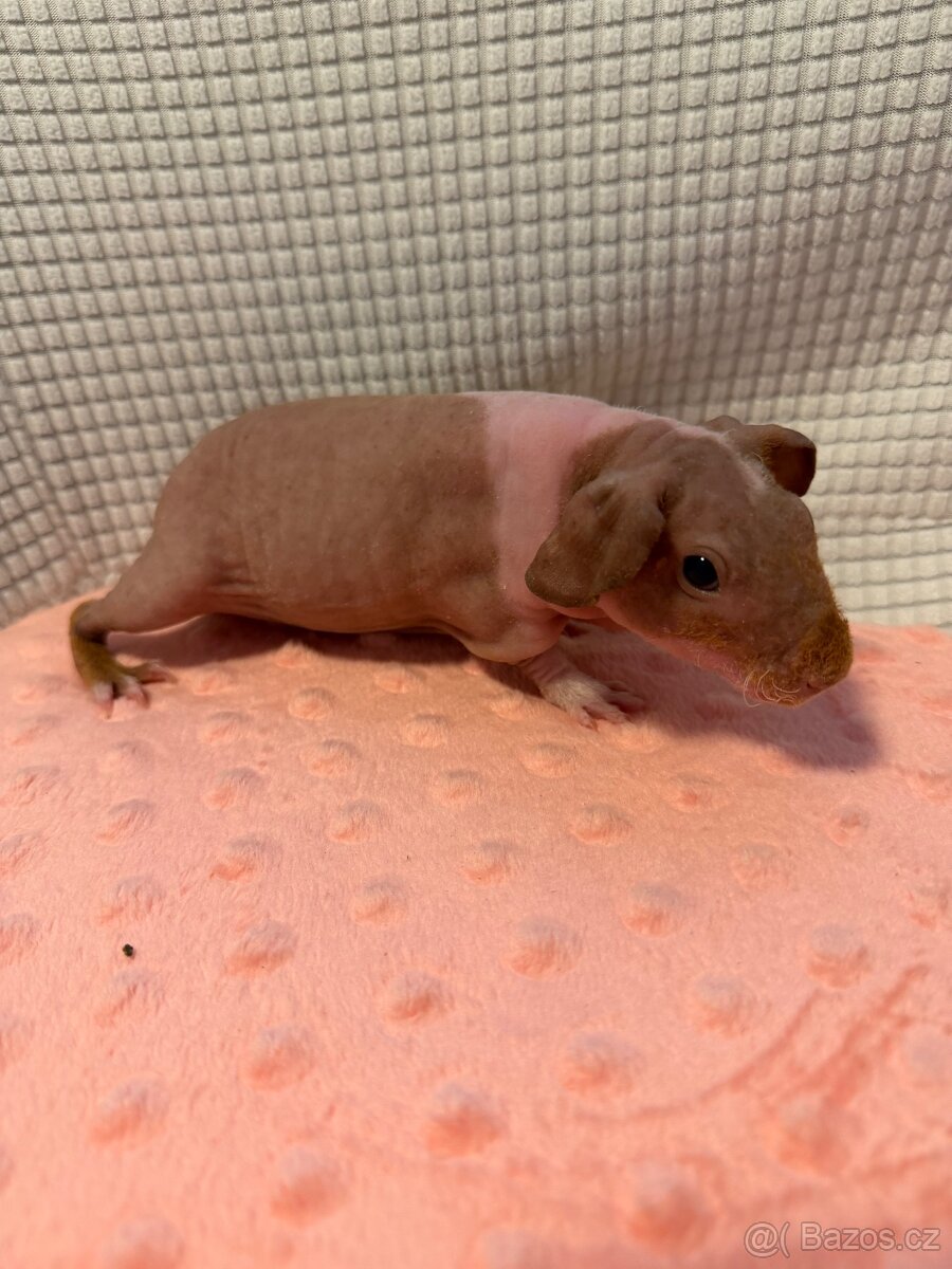 Skinny morče samec s PP - 2