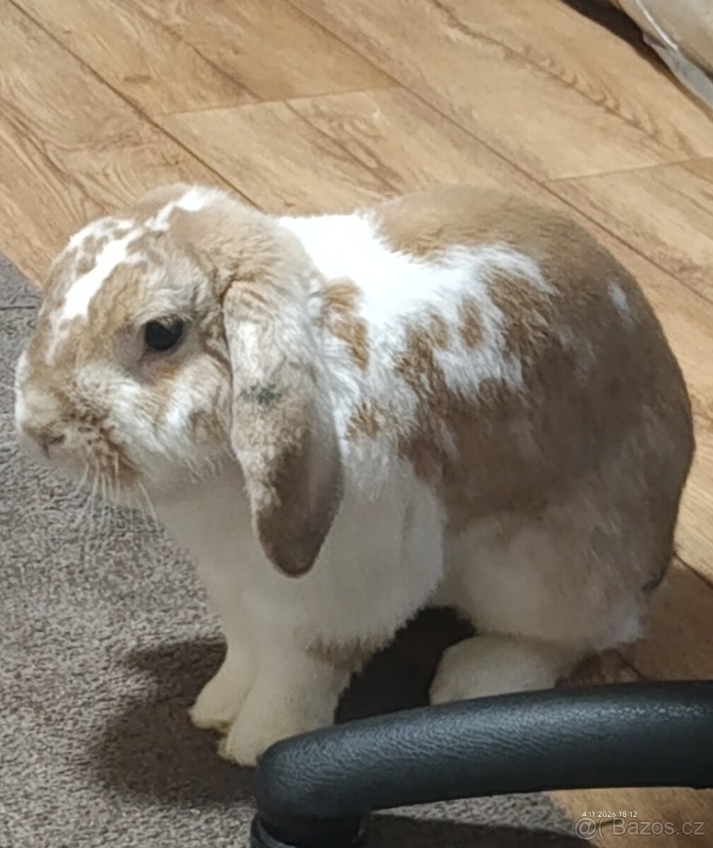Králík - 2