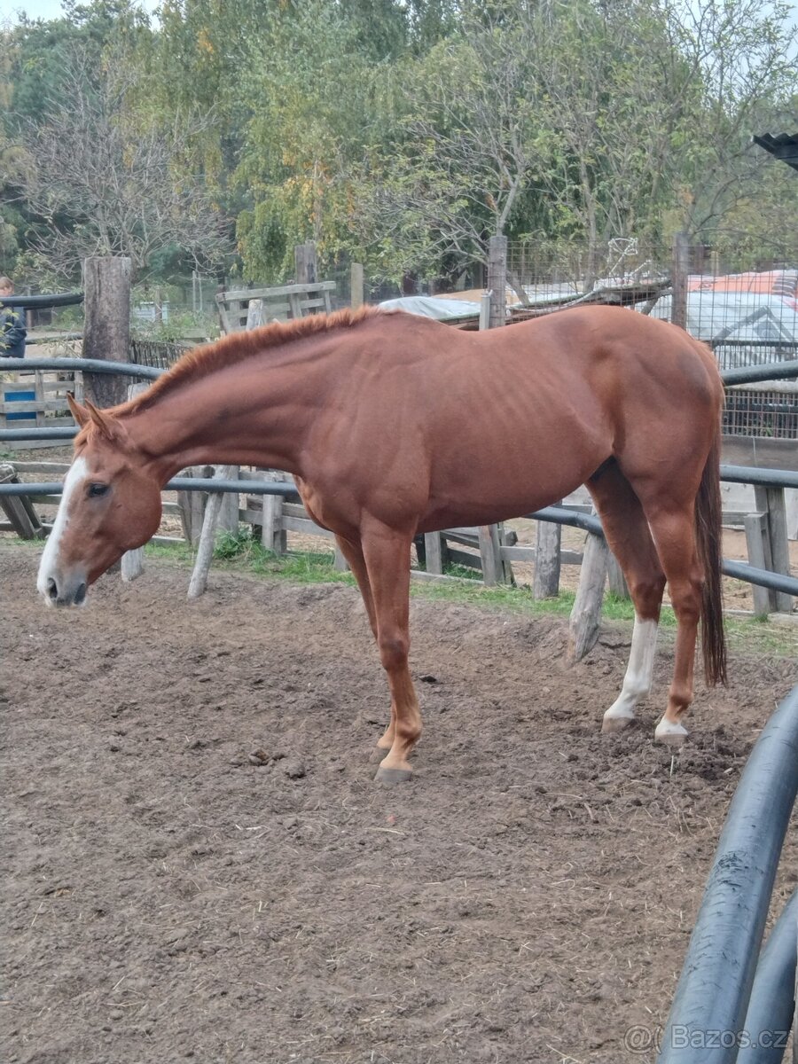 Prodám valacha - 2