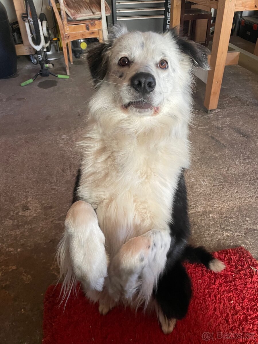 Cash - hledáme nový domov - 2