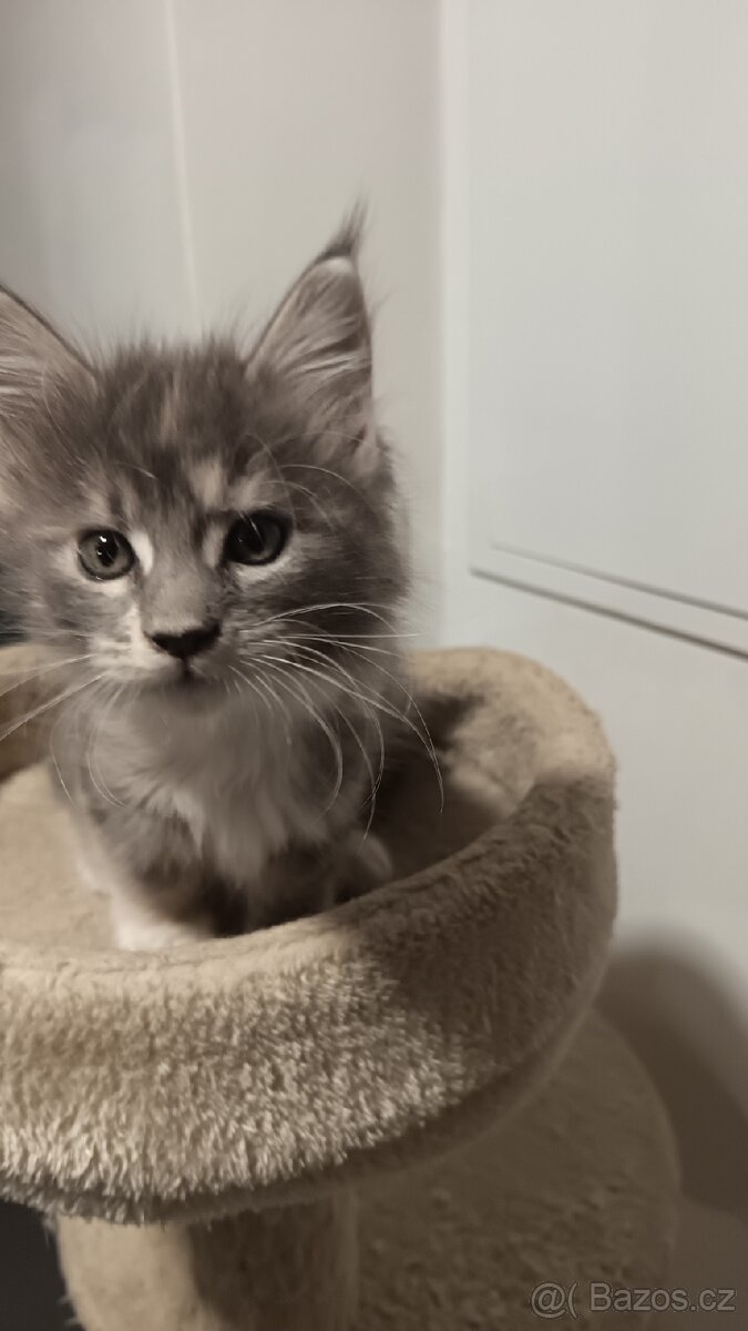 Mainská mývalí s PP - 2