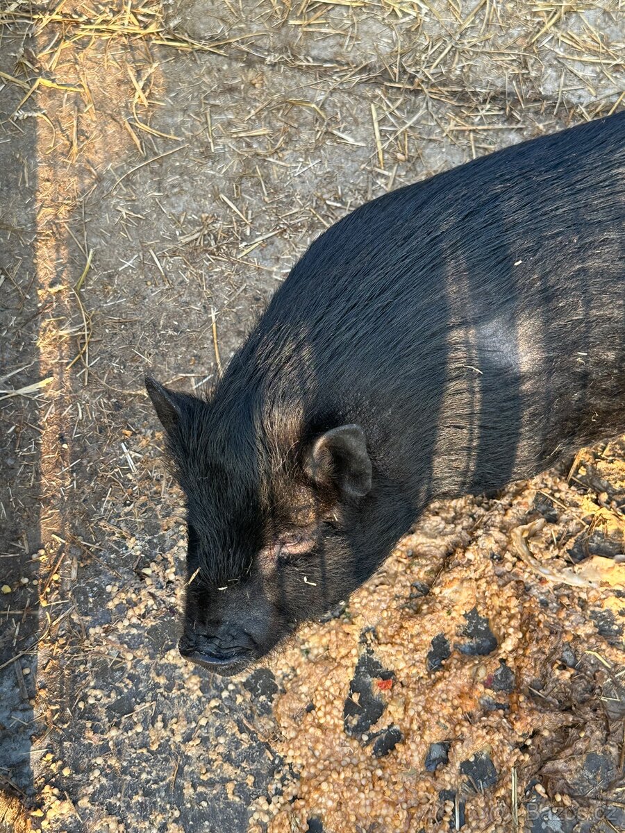 Vietnamské prase - 2