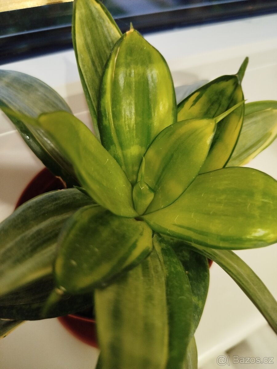 Sansevieria Silver Frost - 2