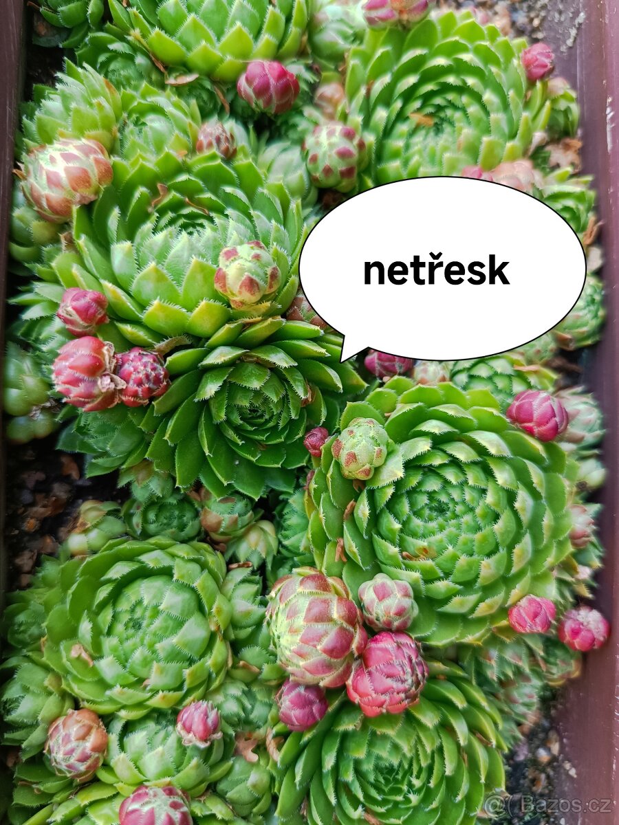 Zelená střecha - 2