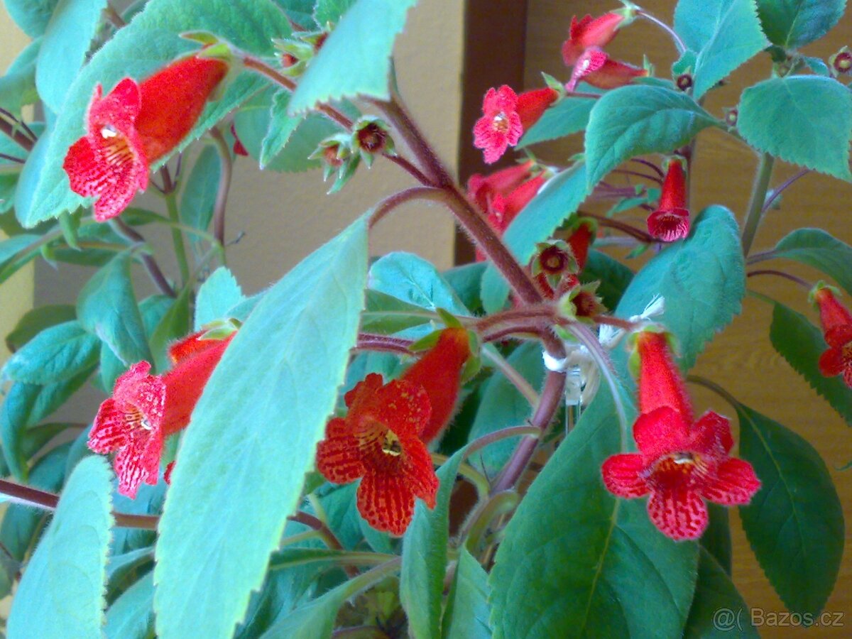 Kohlerie - Kohleria eriantha - zakořeněné řízky - 2