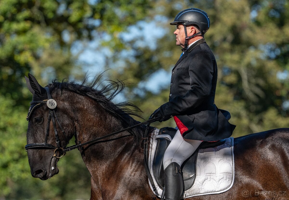 Starokladrubské klisny - 2