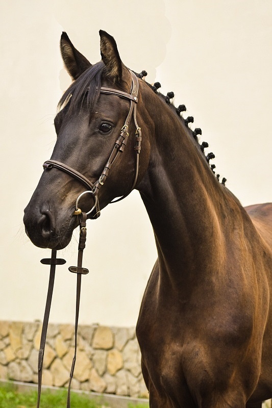 Tříletý drezurní valach - 2