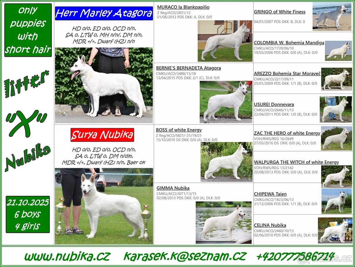 Bílý švýcarský ovčák s PP-štěně - 2