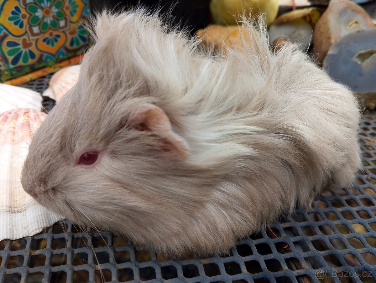 Morčátko holčička - 2