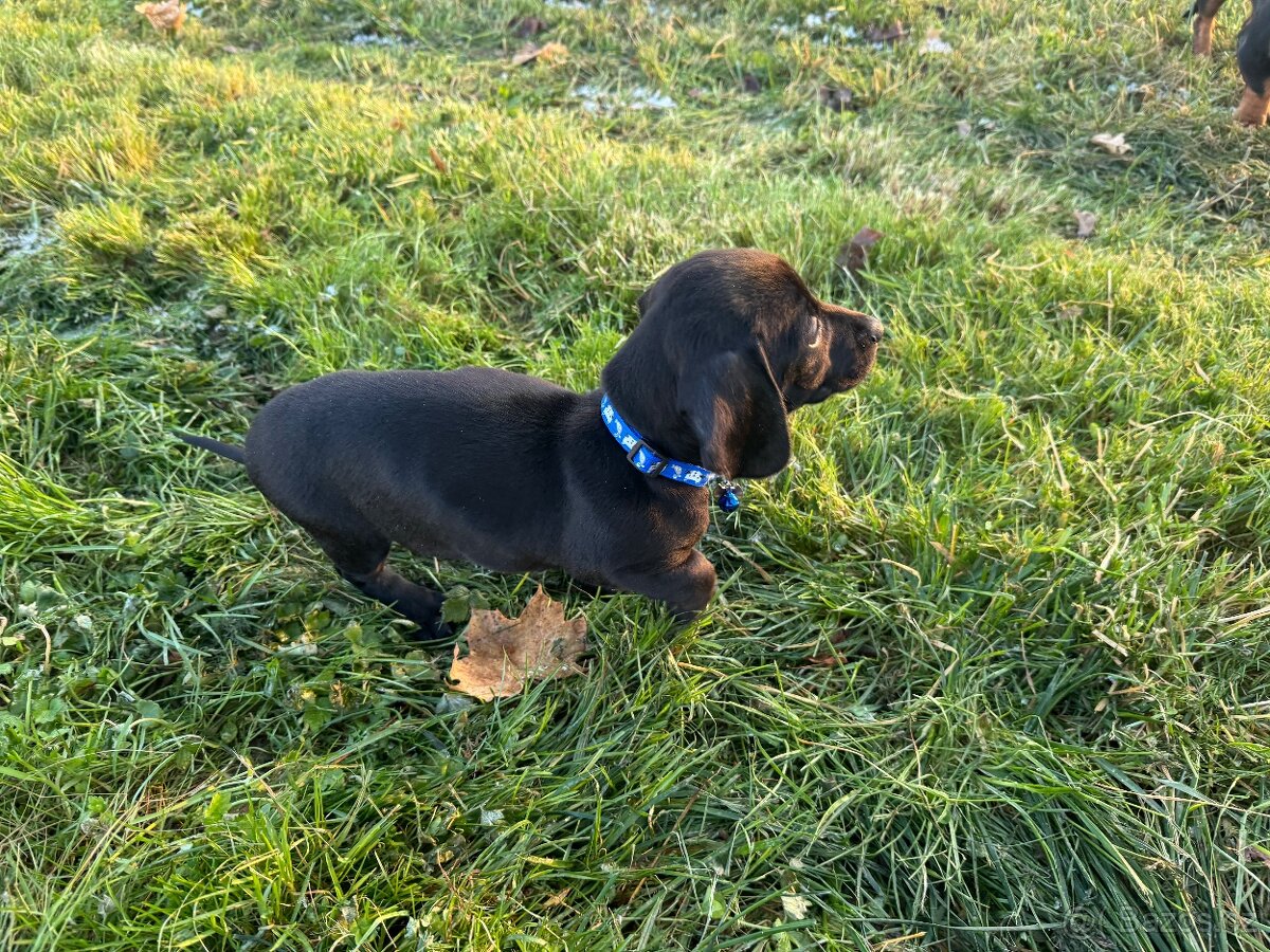 Trpasličí jezevčík - 2