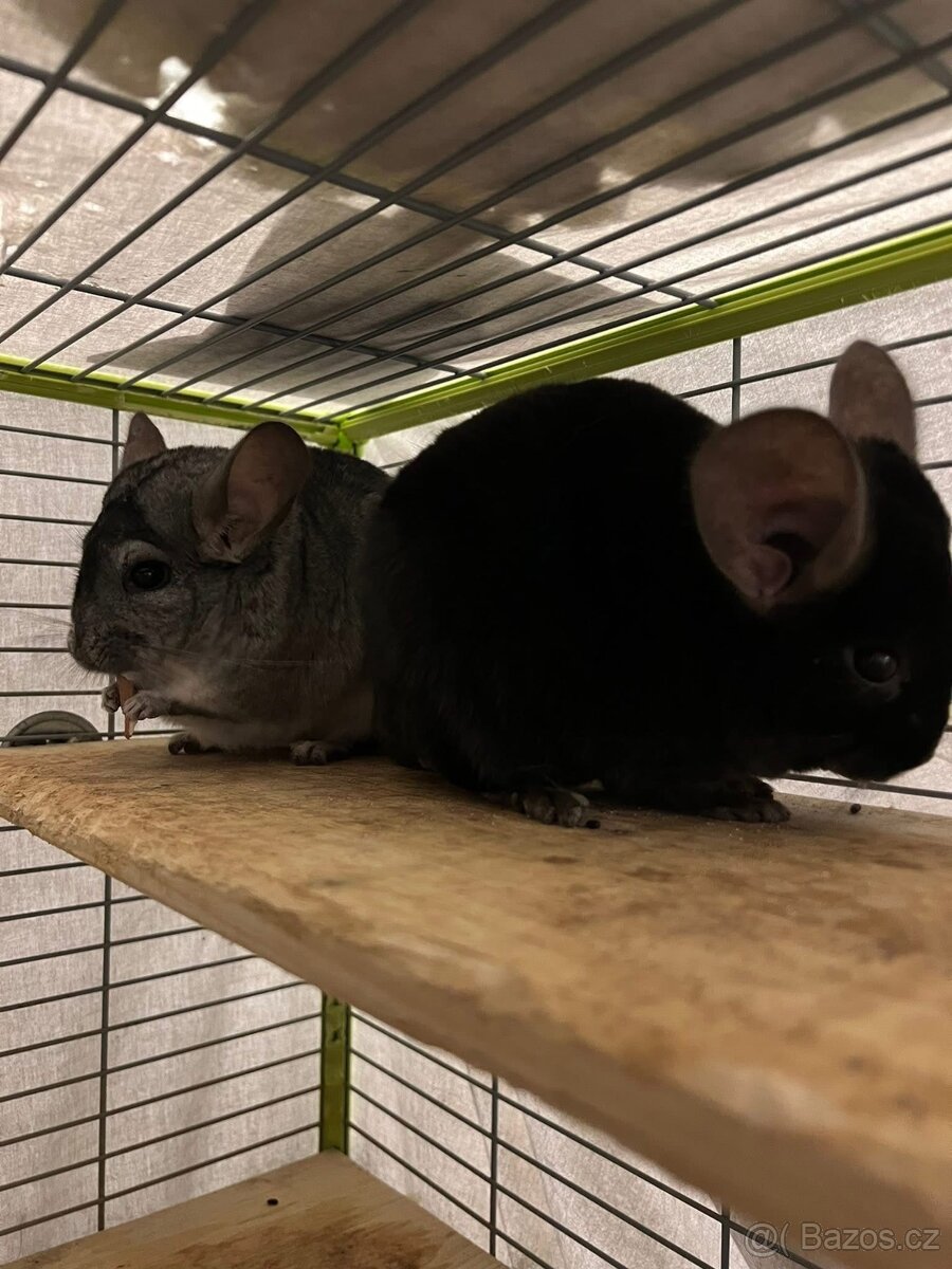 Činčily - hledáme nový domov - 2