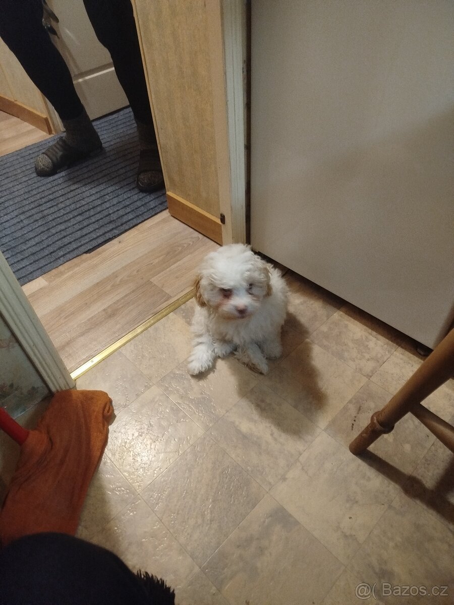 Ruská barevná bolonka stěně s PP - 2