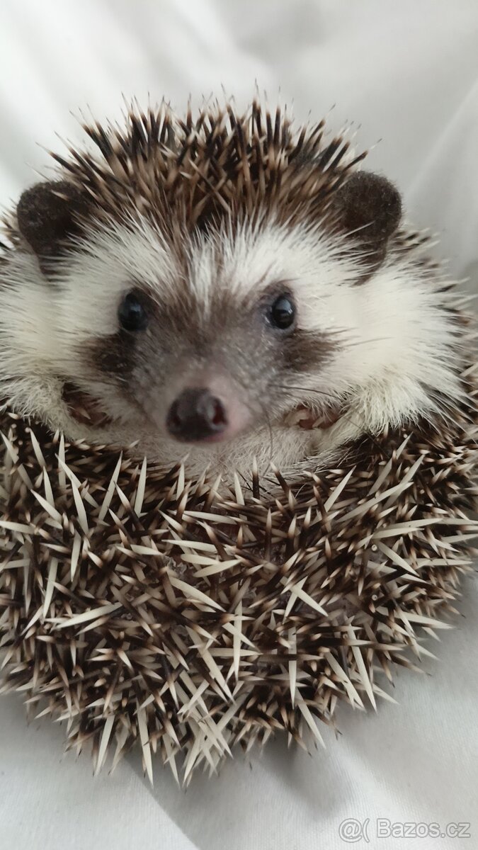 Ježek bělobřichý (africký) - 2