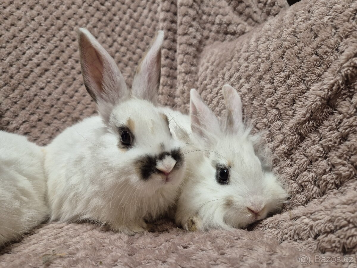 Zakrslí králíčci - 2