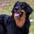 Hovawart - 2