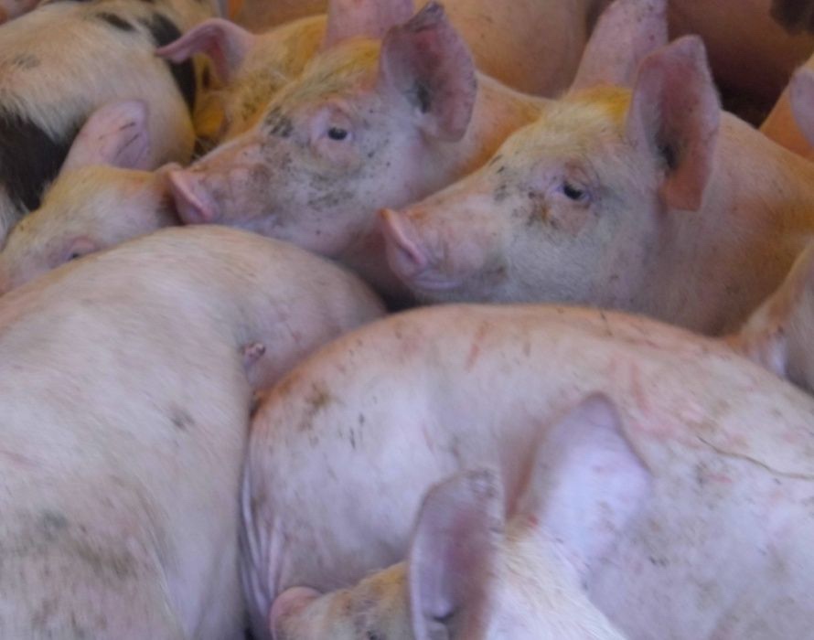 Kvalitní selata na výkrm — cca 20 kg - 2