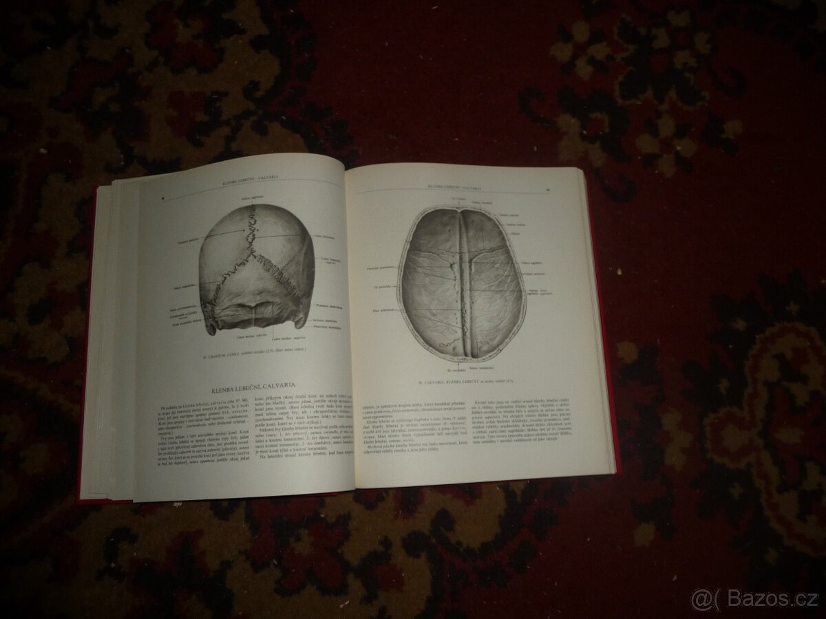 Anatomie člověka - 2