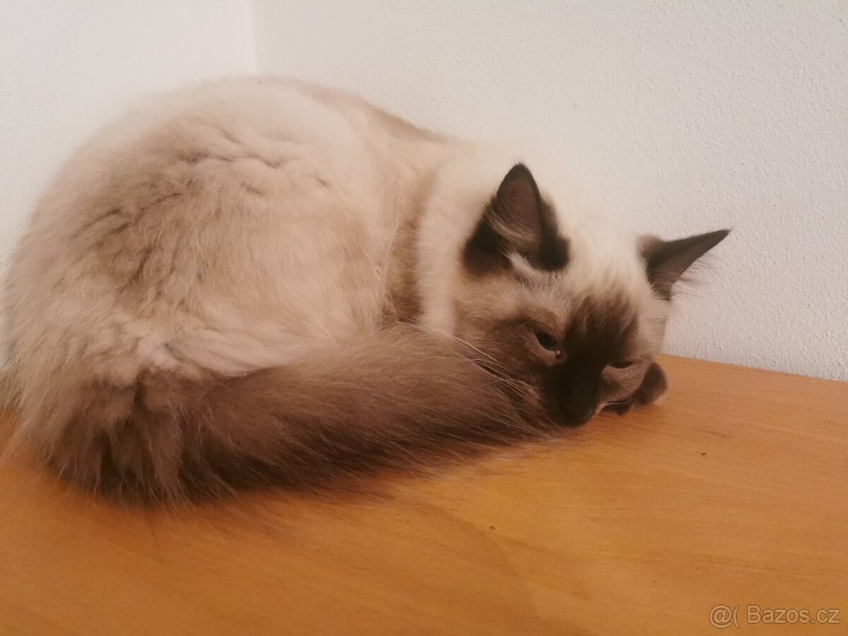 Ragdoll - 2