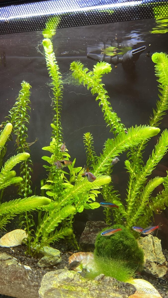 Prodám skvělé akvárko pro rybičky Fluval Flex 57 L - 2