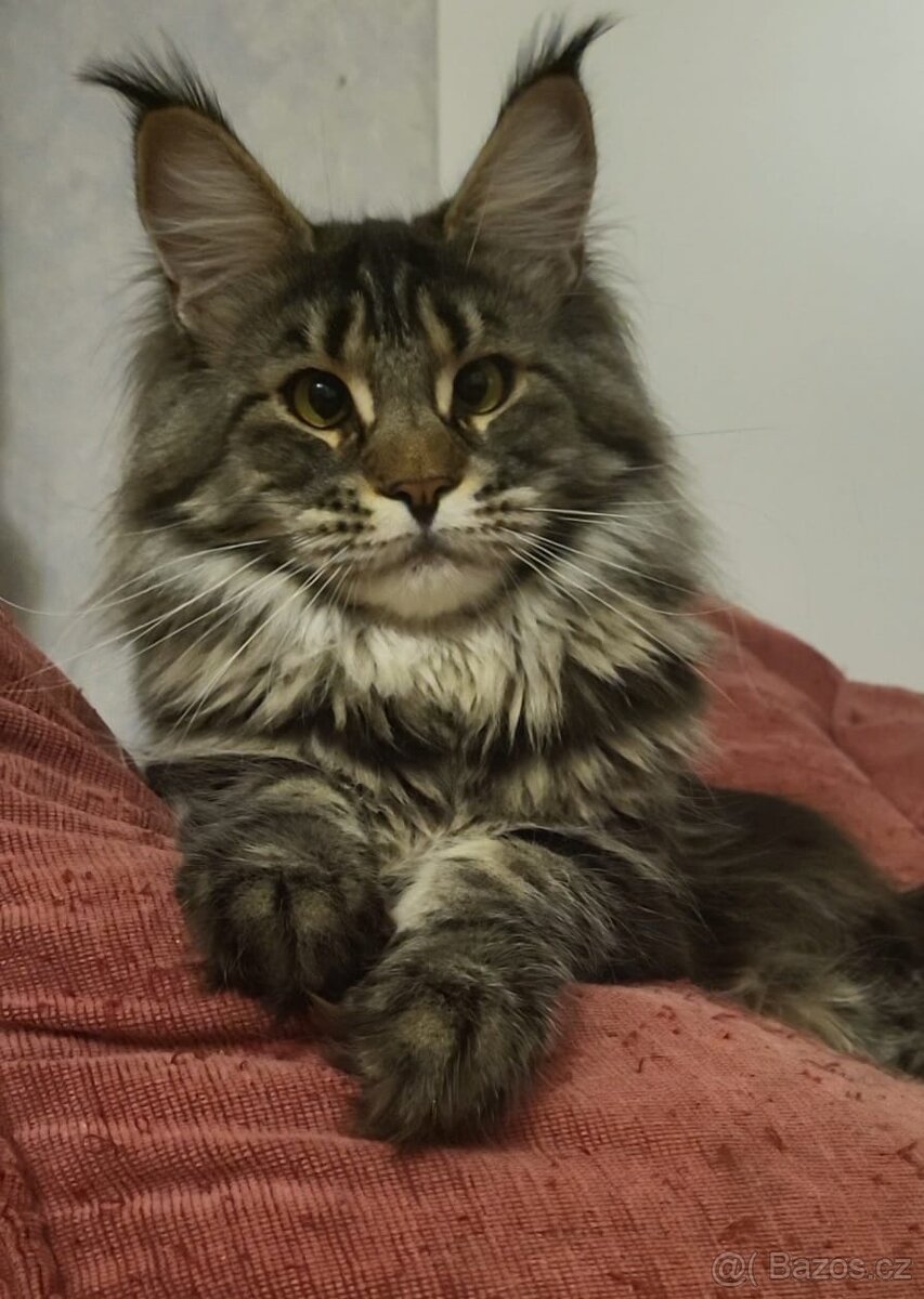 mainská mývalí kočka - 2